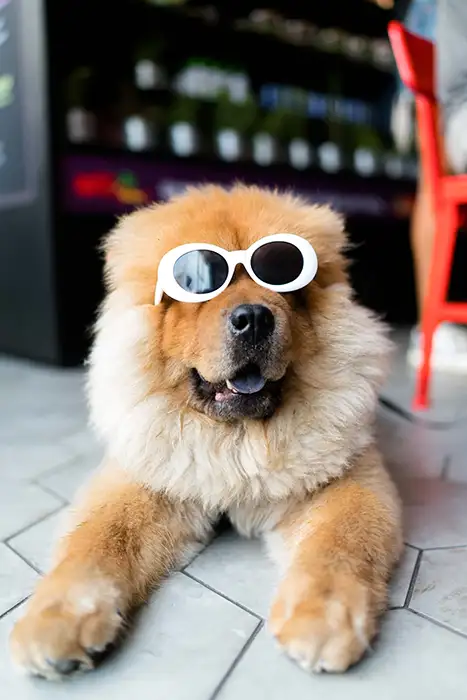 Brown fluffy dog wearing white sunglasses.