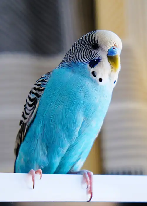 Blue parakeet standing on a white stick.