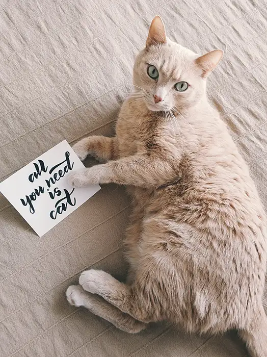 Ginger cat holding a sign that says All you need is cat.
