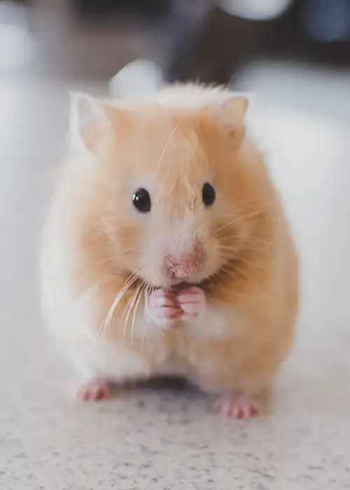 Small golden hamster standing on its back legs.