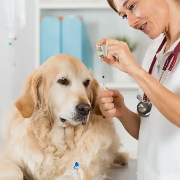 Wellness & Vaccinations