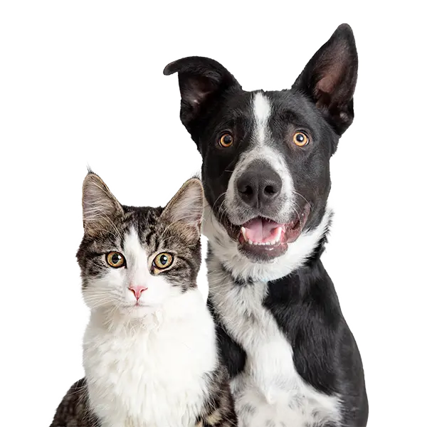 Dog and cat
